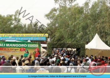 Le Festival de la mangue affiche une ambition claire : faire de ce fruit un véritable levier économique et structurant pour le Mali.